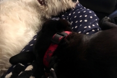 Cuddles-Daisy